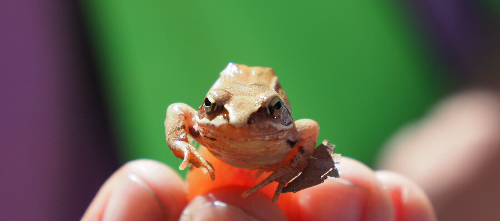 Springfrosch